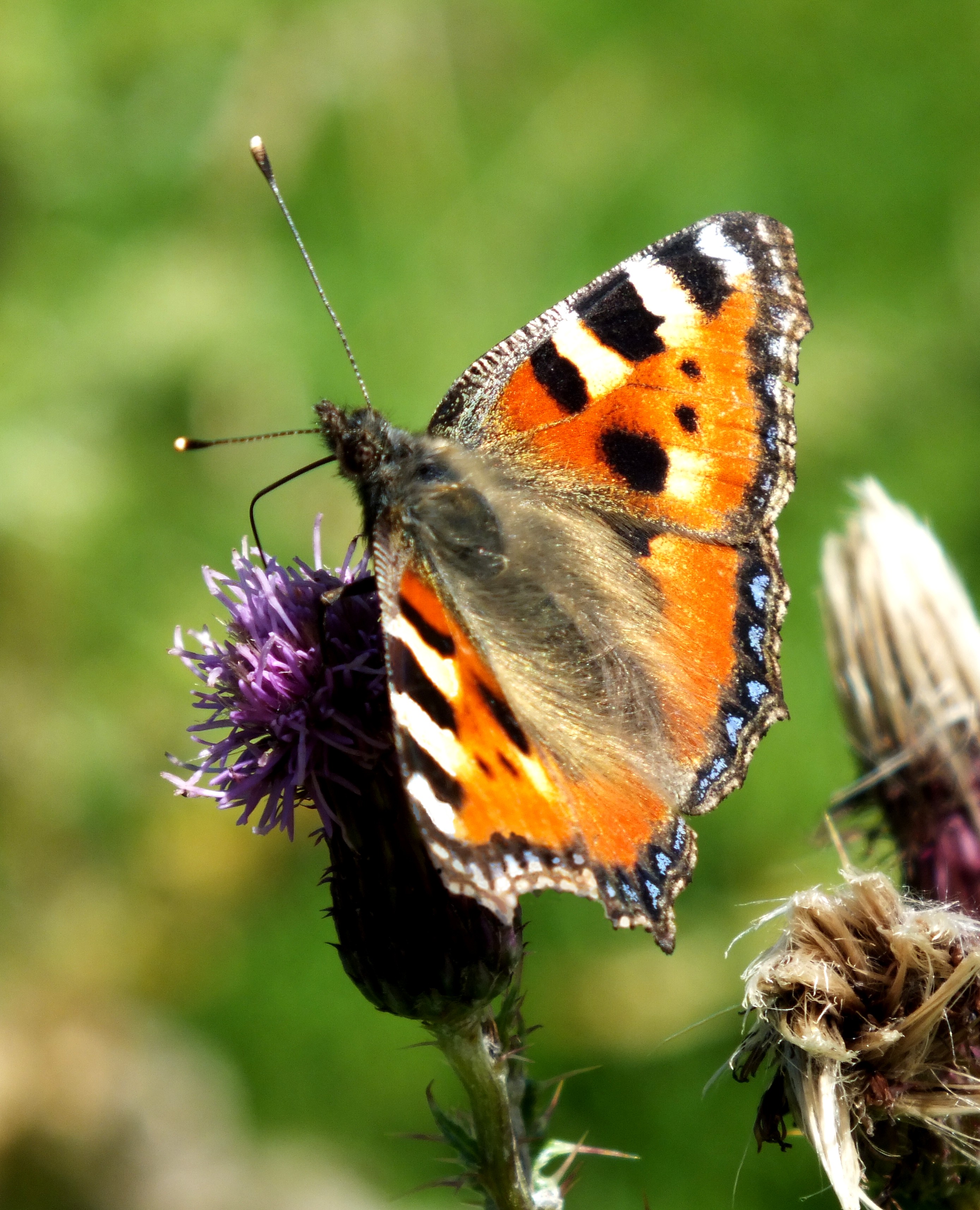 SMALL TORTOISESHELL. Bill Bagley Photography